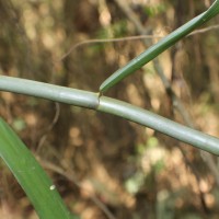 Flagellaria indica L.